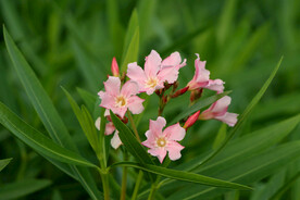 夹竹桃花