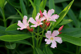 夹竹桃花