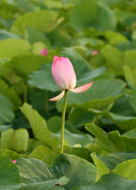 荷花苞