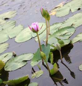 睡莲花