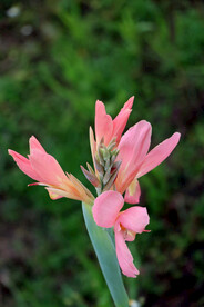 美人蕉花