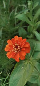 百日菊 