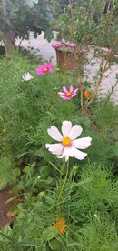 波斯菊