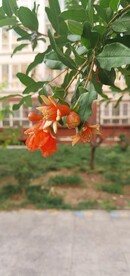 石榴花