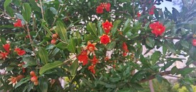 石榴花