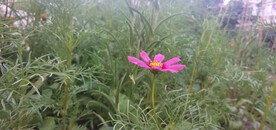 波斯菊