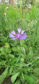 波斯菊