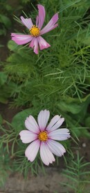 波斯菊