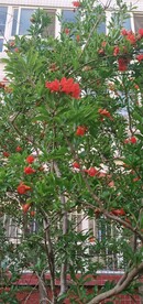 石榴花