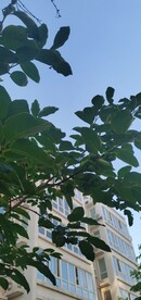 柿子树 