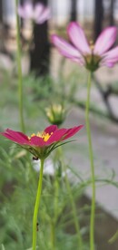 波斯菊