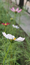 波斯菊