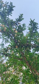 白石榴花