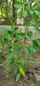 小辣椒
