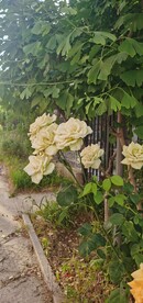 绿玫瑰