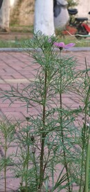 波斯菊