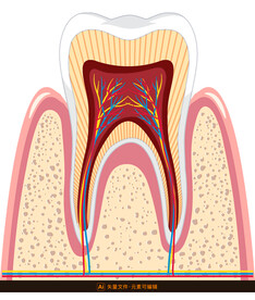 牙齿剖面结构图