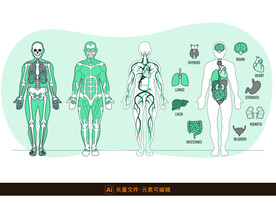 卡通人体解剖插图