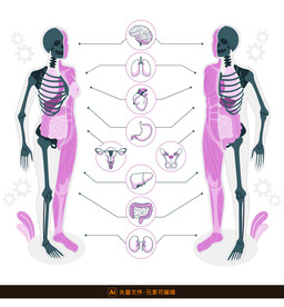 男女人体解剖插画