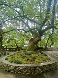 半千香樟