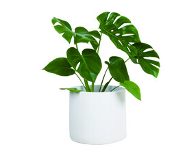 绿色植物