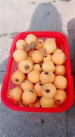 攀枝花米易枇杷 