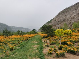 黑心菊 