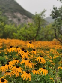 黑心菊