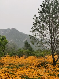 黑心菊 