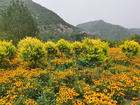 黑眼菊