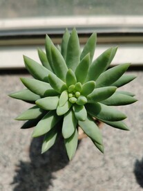 多肉花