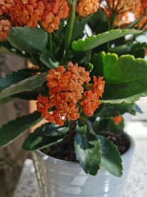 长寿花