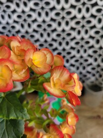 长寿花
