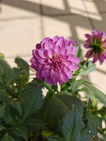 大理花