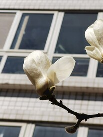 玉兰花