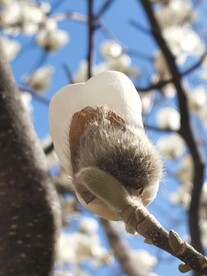 玉兰花
