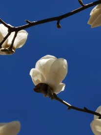 玉兰花
