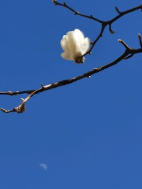 玉兰花