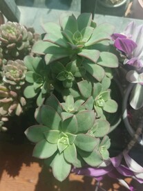 多肉花
