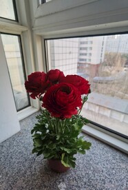 芹叶牡丹