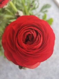 芹叶牡丹