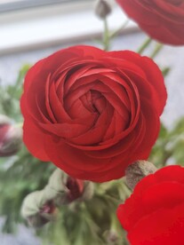 芹叶牡丹