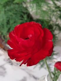 芹叶牡丹