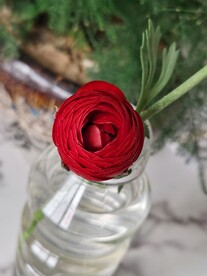 芹叶牡丹
