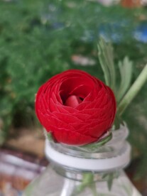 芹叶牡丹