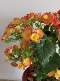 长寿花