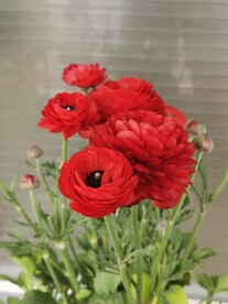 芹叶牡丹