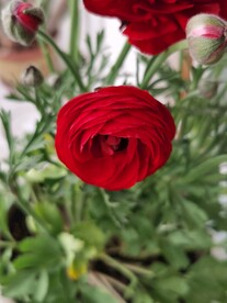 芹叶牡丹