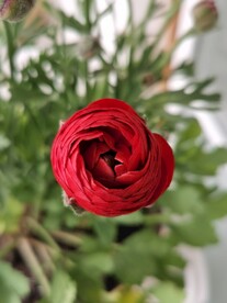 芹叶牡丹
