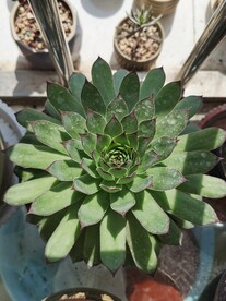 多肉花